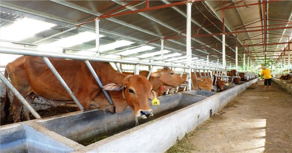 Làm giàu từ nuôi bò giống “nội” của một HTX vùng cao