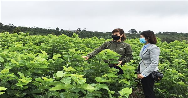 Nghề trồng dâu nuôi tằm ở Đắk Nông đang có xu hướng phát triển