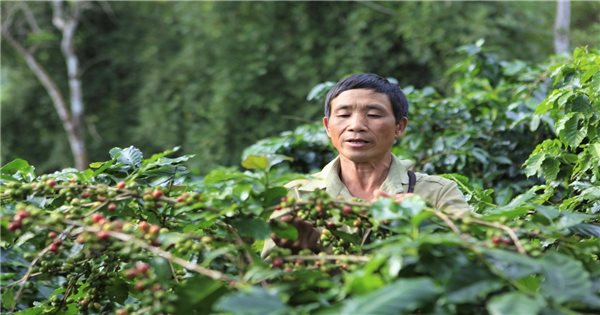 Điện Biên: Cà phê “3 được” nhưng nhiều nông dân lại “khóc ròng”