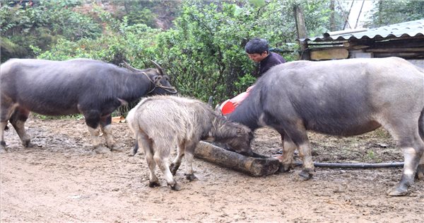 Bắc Hà (Lào Cai): Chủ động triển khai sớm công tác phòng chống rét cho đàn gia súc