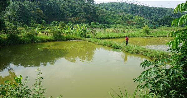 Lào Cai: Nông dân linh hoạt, thích ứng sản xuất trong tình hình dịch bệnh