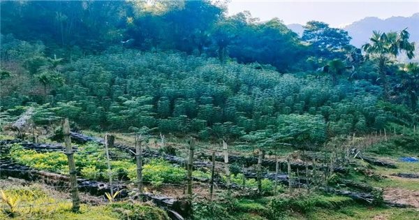 Quan Sơn (Thanh Hóa): Xây dựng chè tán ma của đồng bào Thái thành sản phẩm OCOP