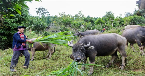 Đồng Yên (Hà Giang): Chăn nuôi gia súc thúc đẩy xóa đói giảm nghèo