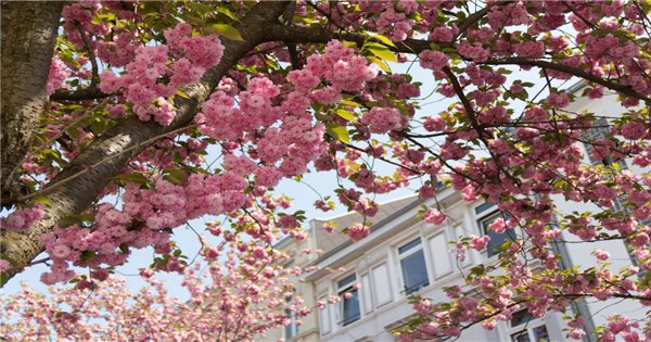 Cùng chiêm ngưỡng cảnh đẹp mùa Xuân trên thế giới | Báo Dân tộc và Phát  triển