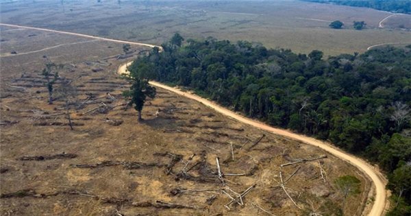 Rừng Amazon bị tàn phá nghiêm trọng