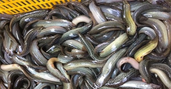 nuôi cá chạch lấu trong bể lót bạt  trại cá giống nước ngọt Quang Nguyên