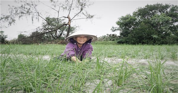 Quảng Nam: Kiệu được giá nông dân phấn khởi khi Tết cận kề