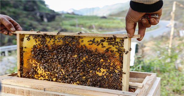 Đề nghị Hoa Kỳ tuân thủ quy định của WTO đối với mật ong của Việt Nam