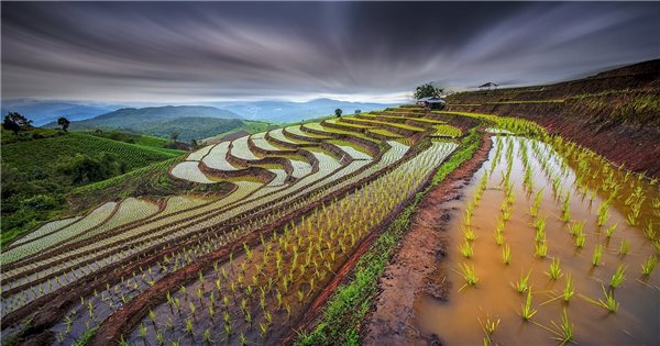Kinh nghiệm của Thái Lan trong phát triển nông nghiệp