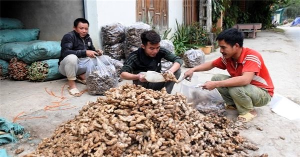 Đồng bào Mông ở vùng cao Kỳ Sơn đang đối diện với vụ gừng… đắng