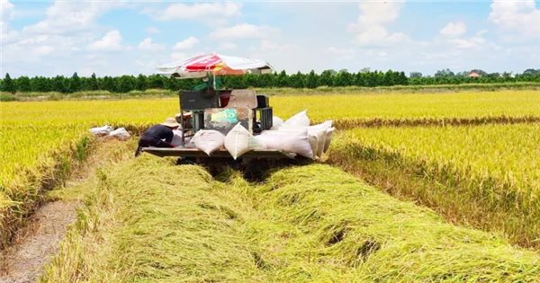 Giá gạo xuất khẩu Việt Nam cao nhất gần 4 tháng qua