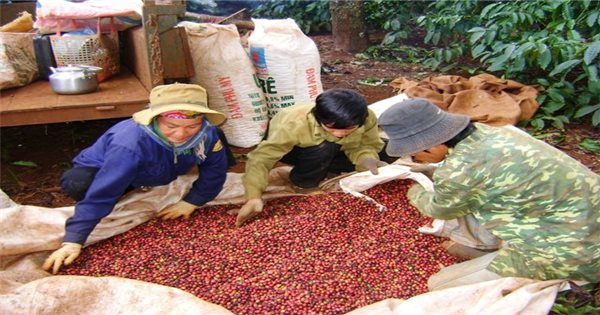 Tái canh và cải tạo 107.000 ha cà phê đến năm 2025