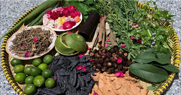 Cách gội đầu bằng trái bồ kết Cách gội đầu bằng trái bồ kết