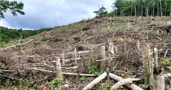 Gia Lai: Tiếp tục xảy ra vụ phá rừng tự nhiên quy mô lớn gần 5ha | Dân ...