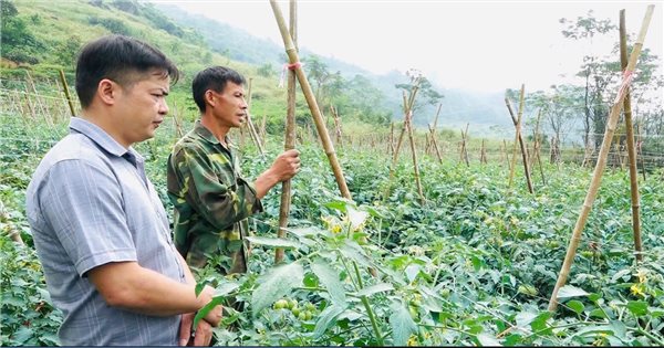 Quản Bạ (Hà Giang): Hiệu quả trong chuyển đổi cơ cấu cây trồng tại xã biên giới Nghĩa Thuận