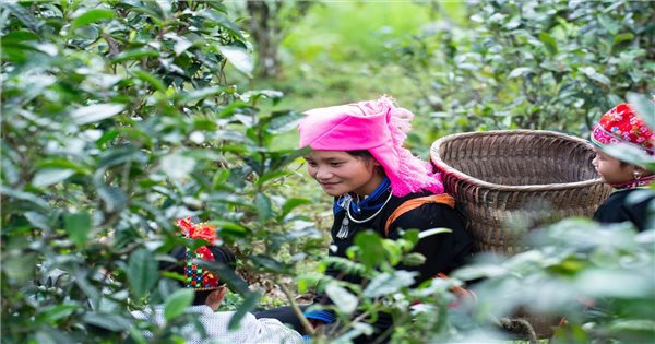 Người “chắp cánh” thương hiệu chè Shan tuyết vươn tầm thế giới