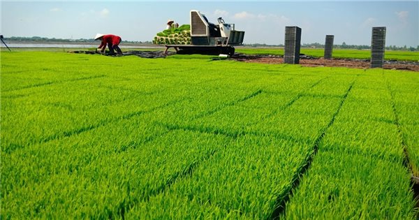 Hà Nội đẩy mạnh phát triển vùng lúa chất lượng cao, hướng tới mục tiêu xuất khẩu