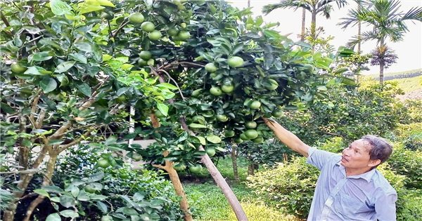 Nông dân vùng cao Đà Nẵng sở hữu cơ ngơi tiền tỷ từ chuyển đổi cây trồng