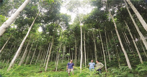 Hương quế "ấm dạ" người bản Dao