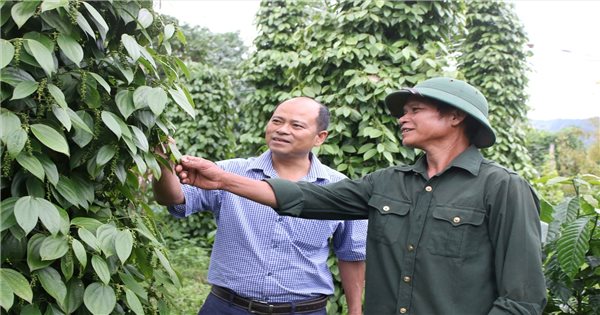 Thi đua sản xuất hiệu quả, đồng bào DTTS xã Đăk Rve mạnh dạn thay đổi tư duy về cây trồng, vật nuôi