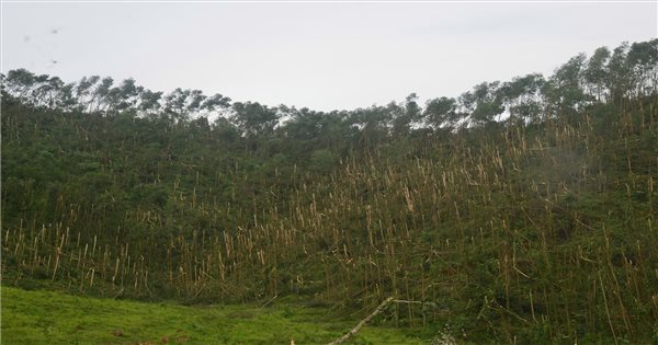 Thành quả một năm trồng rừng "bay" theo bão số 10