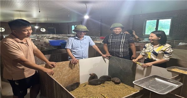 Thanh niên người Dao thu hàng trăm triệu từ nuôi dúi