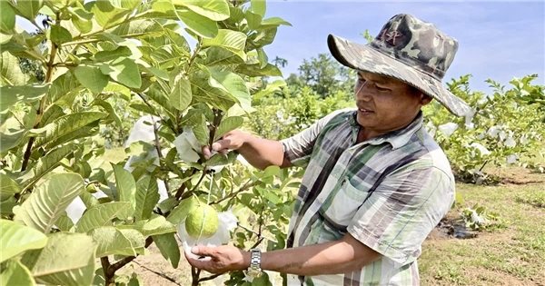 Đa dạng sinh kế giúp đồng bào vùng cao Quảng Ngãi thoát nghèo bền vững