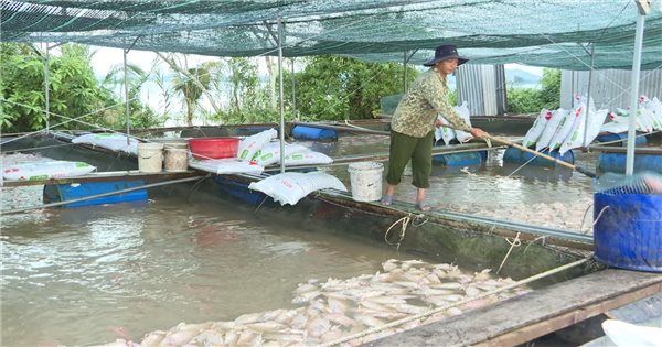 Hơn 1.000 tấn cá chết, người nuôi cá lồng khóc ròng