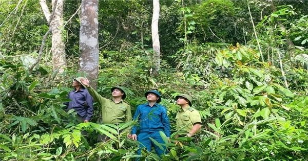 Cộng đồng chung tay "bổ sung" tài nguyên rừng