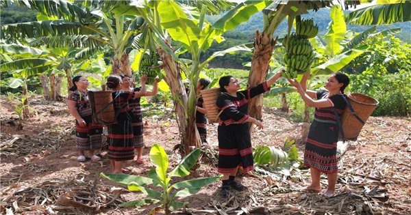 Chuối lùn "lên ngôi" ở Tà Rụt