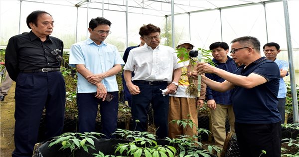 Sâm Lai Châu: Hành trình "Quốc bảo" vươn tầm hội nhập quốc tế