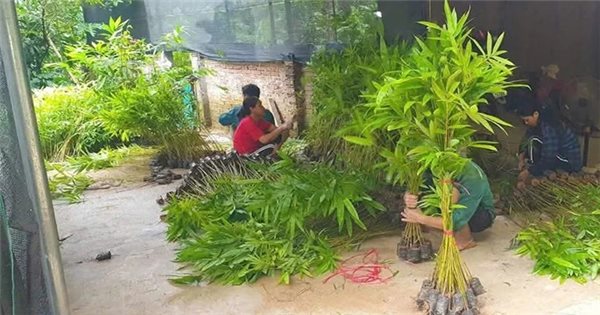 Người trồng rừng Thanh Hóa ứng phó với chu kỳ cây trồng bị "khuy"