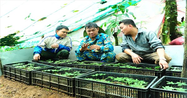 Người Xơ Đăng bảo tồn giống sâm quý trên đỉnh Ngọc Linh
