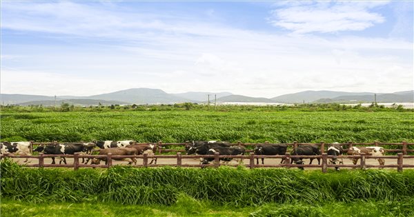 Vinamilk và bài học biến chi phí xanh thành sức mạnh thương hiệu