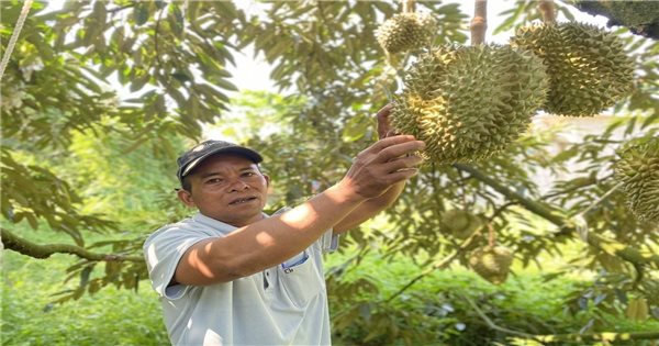 Khánh Hòa: Tìm hướng đi bền vững cho các sản phẩm cây trồng