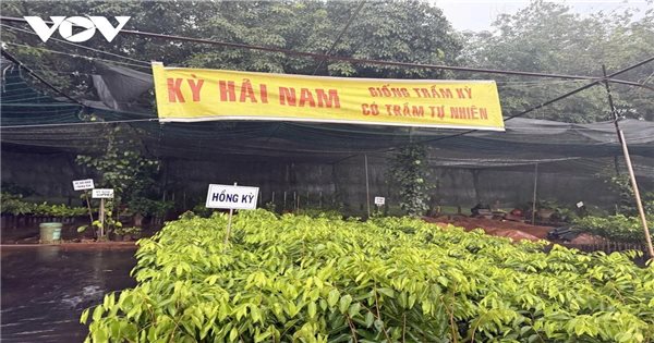 Cảnh báo về cây ngoại lai “Kỳ Hải Nam” bảo vệ đa dạng sinh học và quyền lợi của người dân