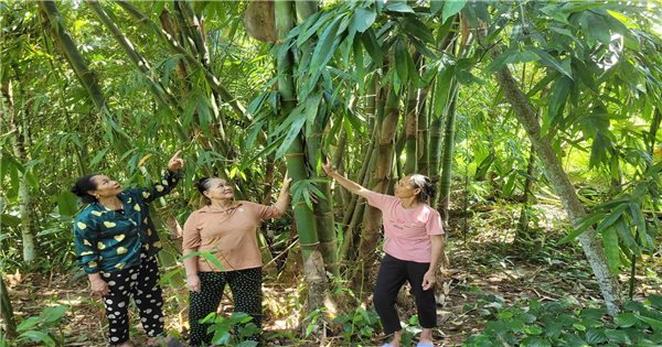 Đồng bào Mường ở Thiết Giang trồng cây măng Bum để nâng cao đời sống