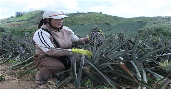 Vùng đất khó Cư Pui ấm no từ xây dựng "thủ phủ" dứa