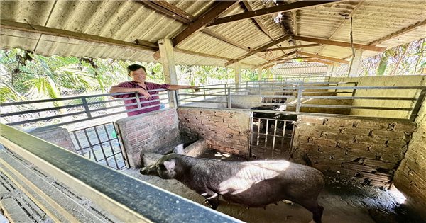 Triển khai nhiều mô hình sinh kế bền vững đến với đồng bào vùng cao Quảng Ngãi