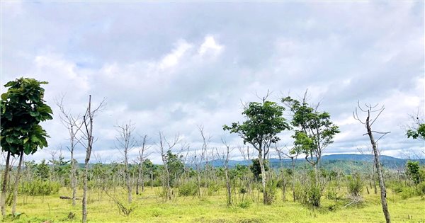 Gia Lai yêu cầu làm rõ 50.000 ha rừng nghèo sang trồng cao su kém phát triển
