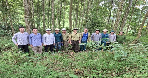 Chiêm Hoá (Tuyên Quang) chú trọng phát triển cây lâm nghiệp gắn với bảo vệ rừng bền vững