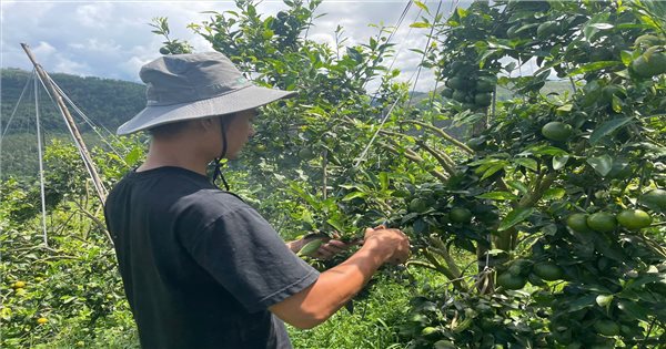 Cam Phiêng Lèo “bén rễ” hữu cơ trên vùng cao Bình Liêu