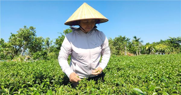 Cây Chè “bước đệm” xóa đói giảm nghèo cho đồng bào dân tộc thiểu số ở Quảng Ninh