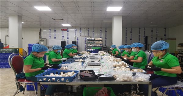 Phú Thọ: OCOP – Kích cầu nông sản, kết nối du lịch