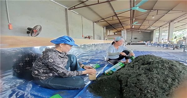 Niềm tin từ vùng chè xanh