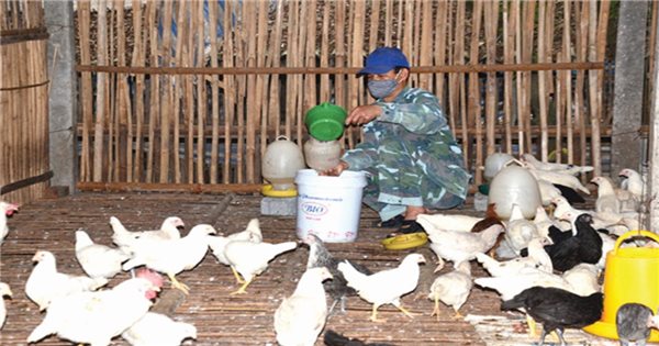 Tổng hợp các mô hình chăn nuôi gà ở Việt Nam