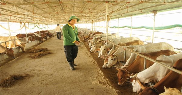 Chăn nuôi khép kín theo hướng an toàn sinh học Nâng cao hiệu quả phòng  chống dịch bệnh heo châu Phi