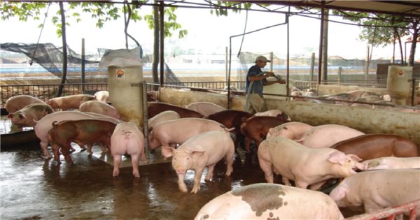 Tổng hợp 96 hình về cách chăn nuôi lợn mô hình nhỏ  NEC