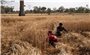 Ấn Độ cho phép xuất khẩu lúa mì trở lại