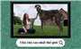 Chú chó cao nhất thế giới